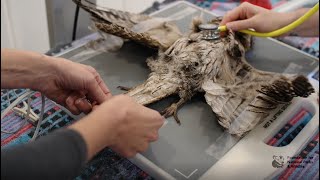 Wildlife Friendly Vets Assessment of Native Birds