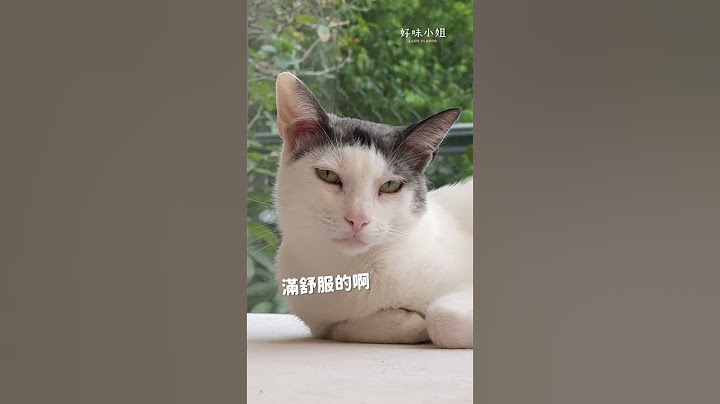 幫貓咪拍屁屁的科技？ #貓咪日常 #cat #貓咪