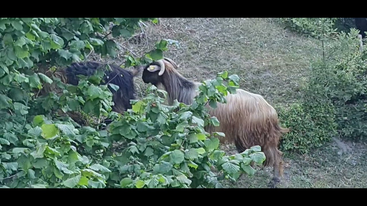 Tokat aluç köyü yaylalarinin yem yeşil dogasinda honamli keçisi