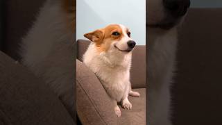 Smiling Corgi Dog Meme