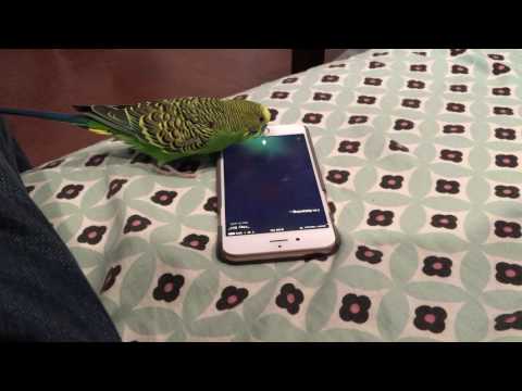 Talking bird activates Siri on the iPhone by saying "Hey Siri"