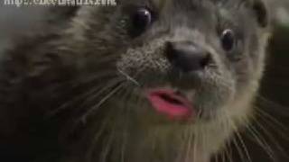 Animals singing Christmas classic is internet hit - Telegraph screenshot 3