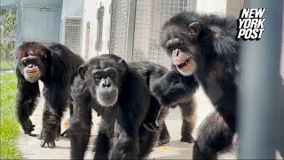 Vanilla the chimp, caged for entire life, sees sky for first time in heartwarming video