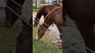 Grasende Pferde #horses#horselover#farming