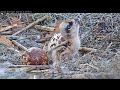 ~Savannah Ospreys Cam 1 PTZ - Rybołowy - Wykluło się pierwsze pisklę - Karmienie~