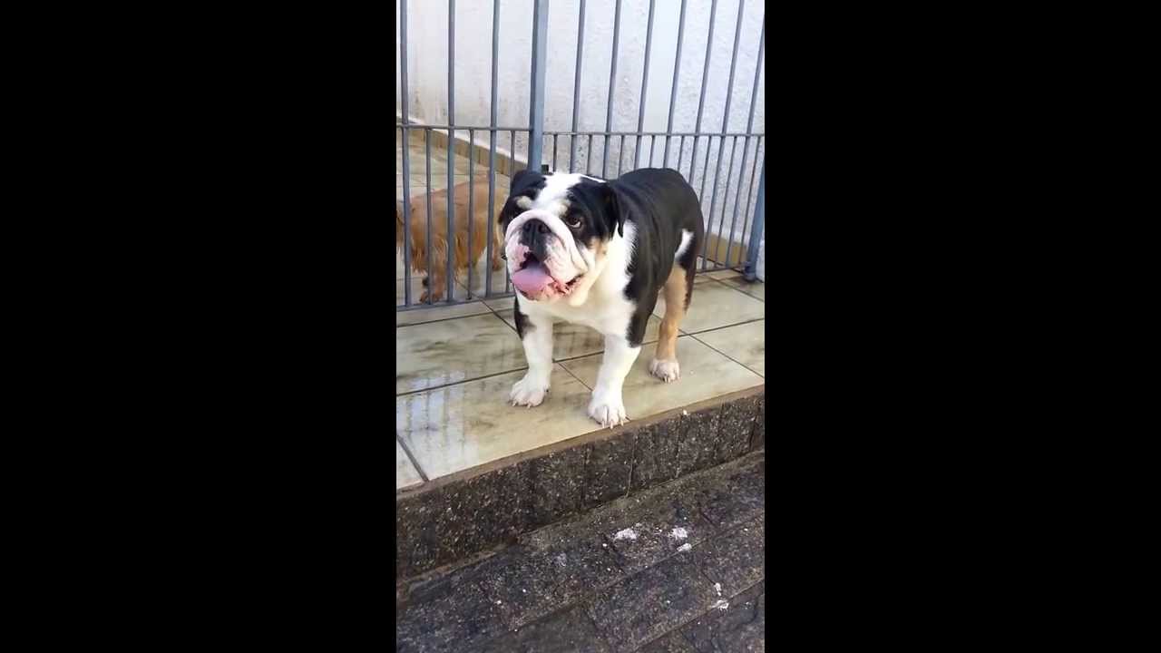 Bulldog Ingles Preto Canil Urakens Funnydogtv