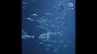 FAO fishing areas
