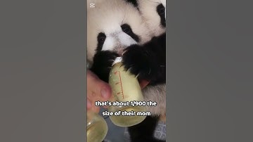 Pandas Are Weirder Than You Think – Mind-Blowing Facts! #animals #pandas #cuteanimals