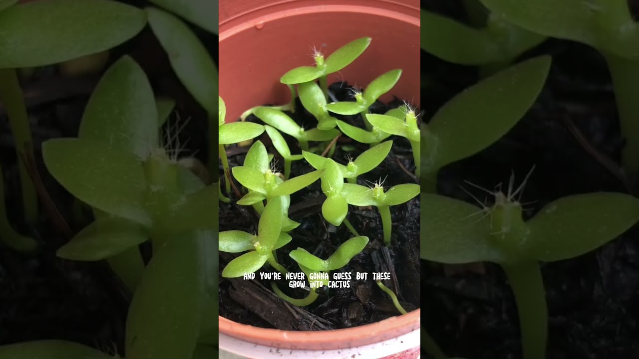 Harley Spent 2 Years Growing This DragonfruiT 