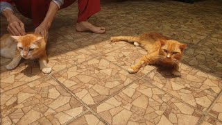 Two Cats Sunbathing Together | Kucing Berjemur Matahari by Tommy and Family 285 views 3 years ago 2 minutes, 10 seconds