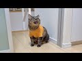 ご飯の時間が近づくと仕事を早く終わらせるよう圧をかけてくる猫がこちら笑