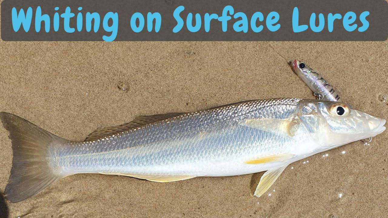 Whiting are starting to fire up and hit surface lures. Has anyone given  this a go? : r/FishingAustralia