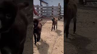 Adorable Little Donkey - Cutest Ever