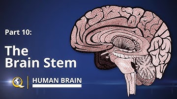 Brain Stem - Human Brain Series - Part 10