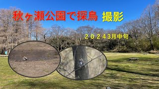 秋ヶ瀬公園で探鳥撮影2024 3/10この日出会った野鳥たち。