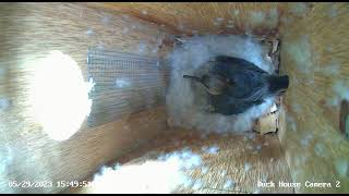 Duck House Camera 2 20230529