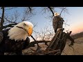 Kansas bald eagles 2 cute eaglets  wichita and cheyenne