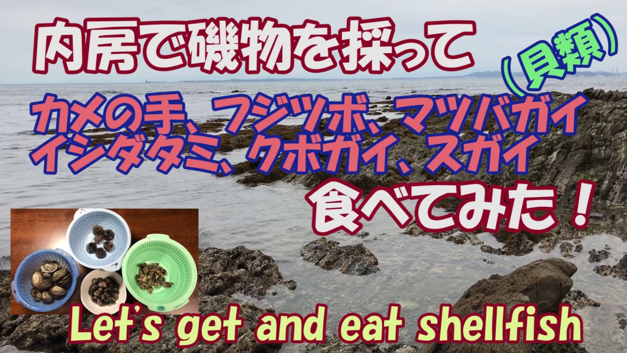マツバガイは身近なアワビ 美味しさと実は大切な存在の理由を紹介 Leisurego 6ページ目 Leisurego Part 6 マツバガイは身近なアワビ 美味しさと実は大切な存在の理由を紹介 Leisurego 6ページ目 Leisurego Part 6