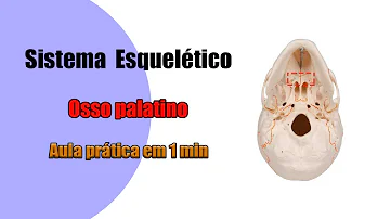 O que é forame palatino maior?
