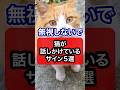 【無視しないで】猫が話しかけているサインを獣医師が解説します #保護猫 #猫 #猫のいる暮らし #ねこ #ネコ #ねこのいる生活 #獣医師