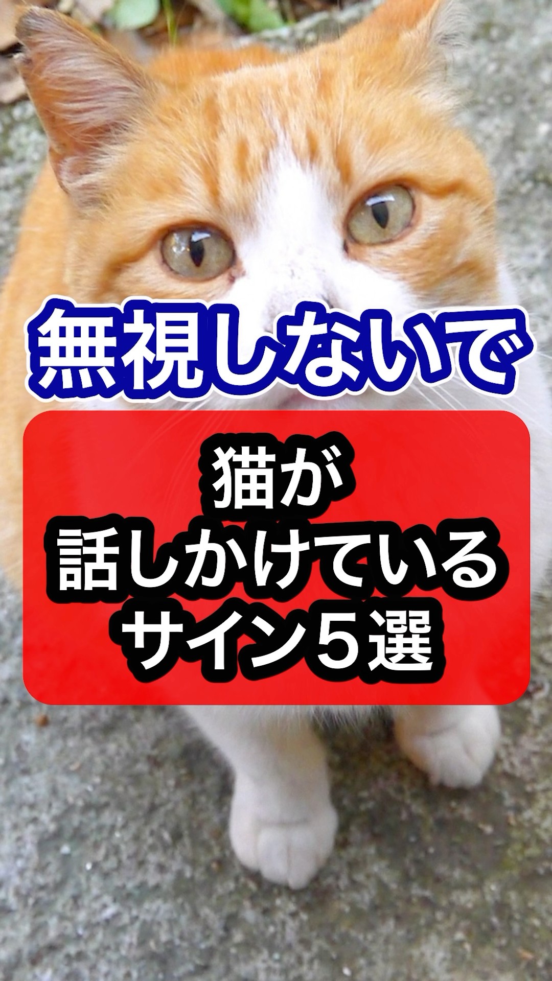 Don't ignore me] A veterinarian explains the signs your cat is