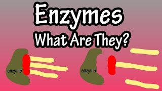 Enzymes  What Are Enzymes How Do They Work  Functions Of Enzymes In The Body