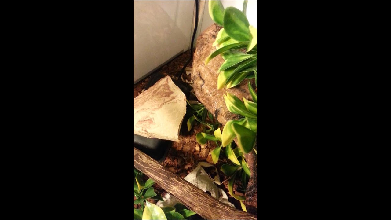 camera iphone 8 plus apk Checking on the sneks