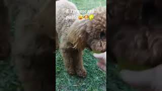 Che fatica giocare🐶😅#viralshort#perte#adorabile#neiperte#viraldog#puppylove