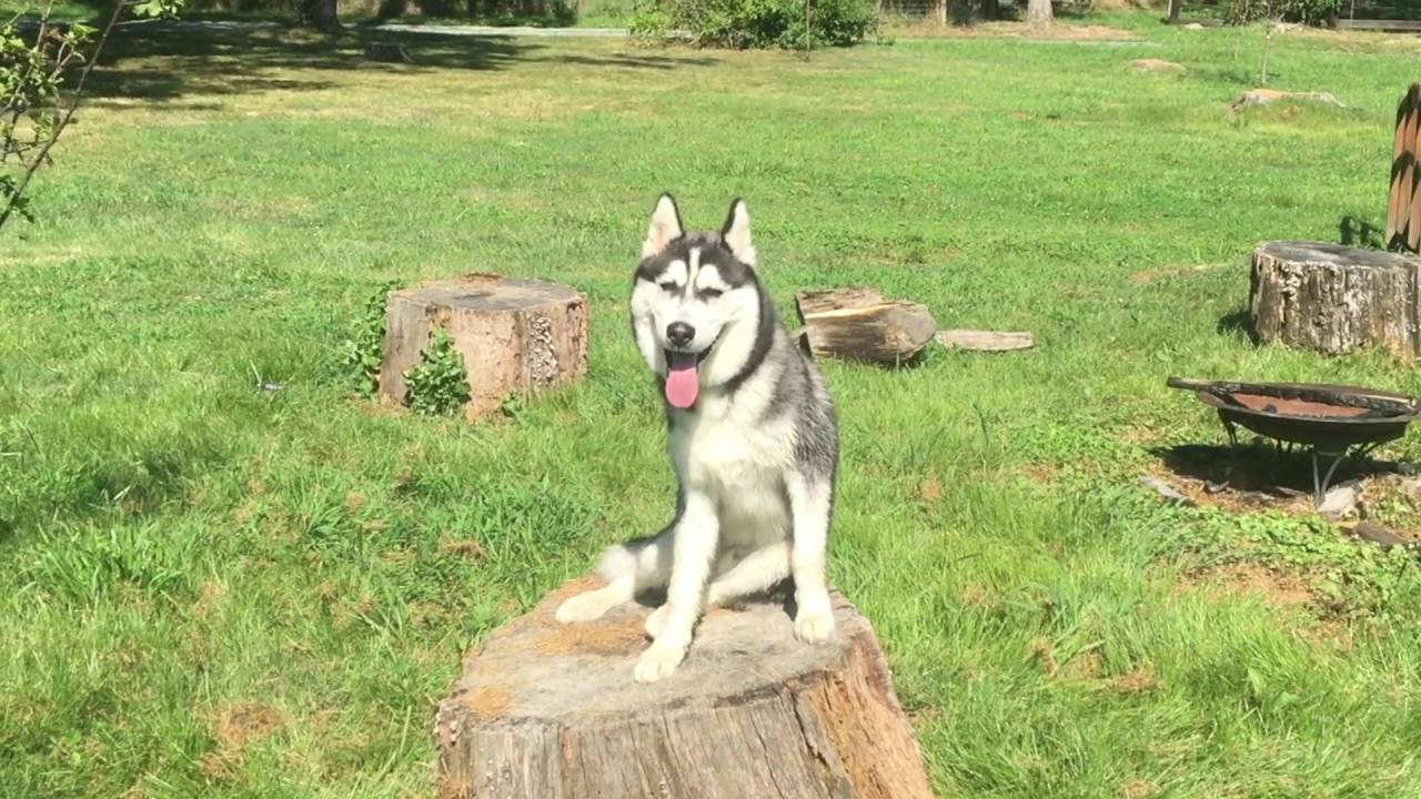 siberian husky off leash