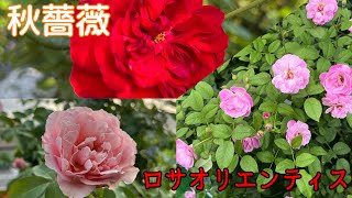 秋薔薇