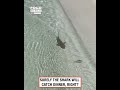 I don't think I've ever seen an embarrassed shark before 😂🦈 #funny #animals