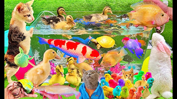 Vịt Con Cá Vàng Bơi, Bắt Các Con Vật Dễ Thương, Mèo Dễ Thương, Hồ Cá Koi, Cá Trê, Cua Rùa Ốc Sên