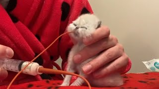 Precious Kitten With The Cutest Grandpa Face by Love For Kittens YT 1,164 views 9 days ago 4 minutes, 31 seconds