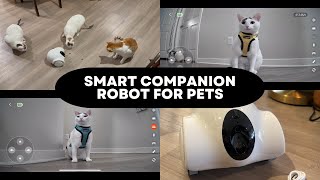 GULIGULI Smart Companion Robot For Pets - Unboxing & Review! by IndoorOutdoorKat 1,367 views 5 months ago 4 minutes, 44 seconds