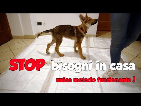 Video: Come insegnare ai cani a tallonare (con immagini)