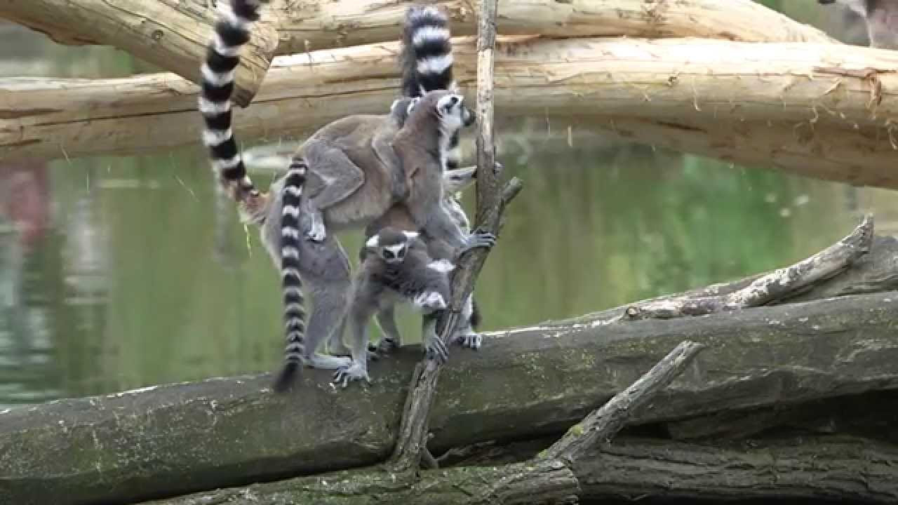 Tierpfleger-Video mit zahlreichen Infos zu den Kattas im Serengeti-Park