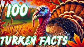 100 Amazing Turkey Facts, Watch Now!
