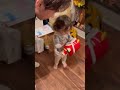 4時間半並んでGETしたビンドゥンドゥンを娘に渡したら… #shorts