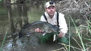 Famous Murray Cod Fishing - Top Tips Net Worth
