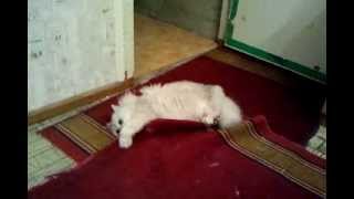 Кот дерет палас Кот дерет палас