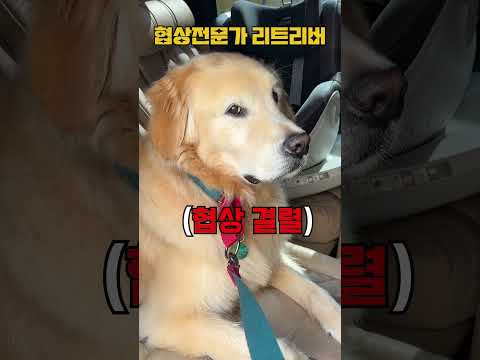 10살된 리트리버는 사람이랍니다.. #리트리버 #협상 #숏츠 thumbnail