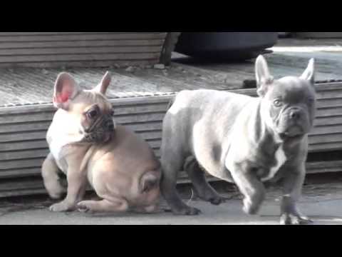 Goede Pupsenzo.be Franse Buldog Blauw grijs en fawn kleur - YouTube LE-49