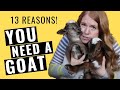 13 reasons to get goats  you know you want to raise goats raising goats is fun and entertaining