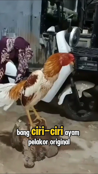 ciri ciri ayam plucker #ayambangkok #plucker #ayam #ayamberkualitas