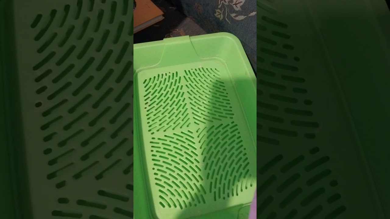 Как буду спасать черенки фуксии в жару