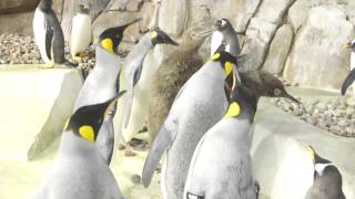 New King Penguins At KC Zoo