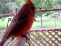 the friendly cardinal