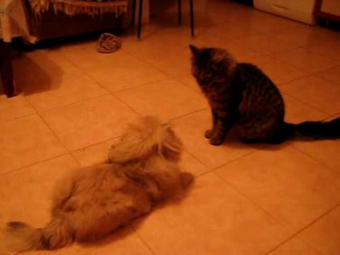 Cat (Cat-Jutsu) VS Dog (Punching Bag)