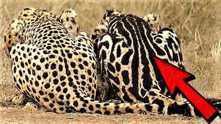 14 Strangest Animal Marking Mutations