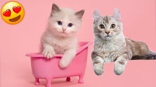 New Funny Animals 2024 😍 Funniest Cats and Dogs Videos 😹🐶Part 176